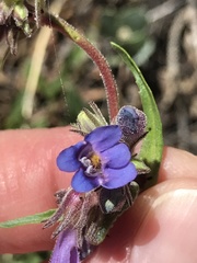 Penstemon pinorum