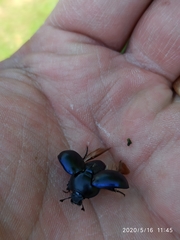 Trypocopris vernalis