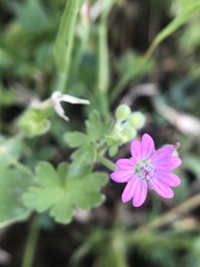 Geranium molle