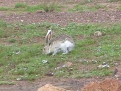 Lepus callotis