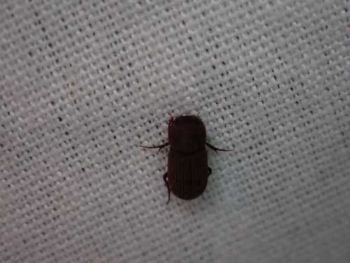 Ataenius imbricatus