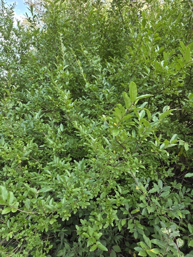 border privet