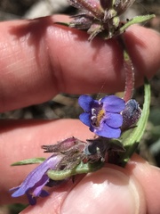 Penstemon pinorum