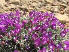Astragalus spatulatus