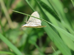 Paratalanta pandalis