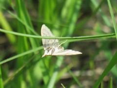 Paratalanta pandalis