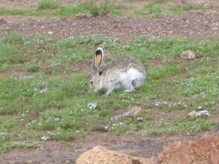 Lepus callotis