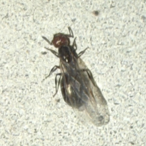 Mediterranean Acrobat Ant
