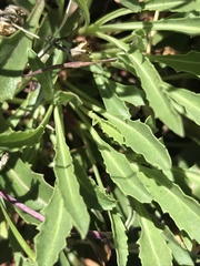 Penstemon pinorum
