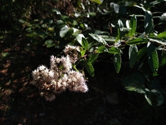 Vernonanthura polyanthes