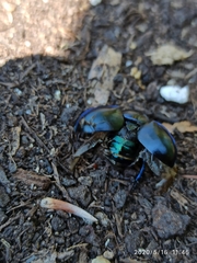 Trypocopris vernalis