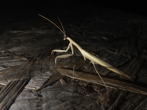 European Mantis