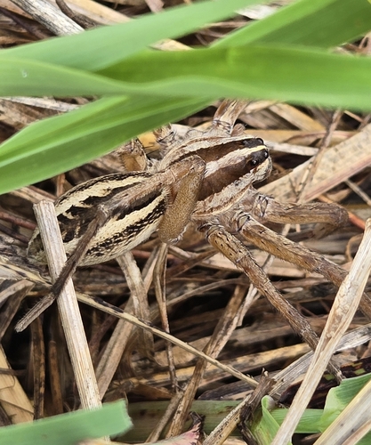 Rabid Wolf Spider