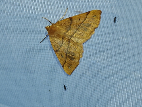 Feathered Thorn