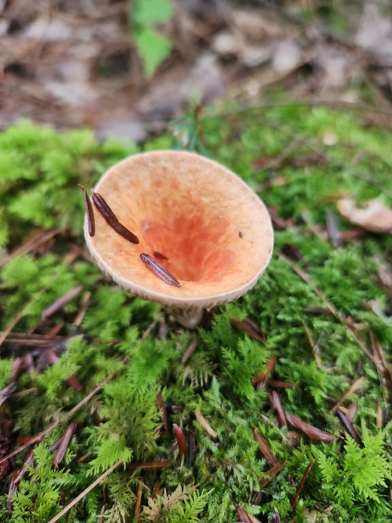 Scaly Chanterelle · September 2026 · photo: Photo: (c) Simon Vinet, some rights reserved (CC BY) · iNaturalist