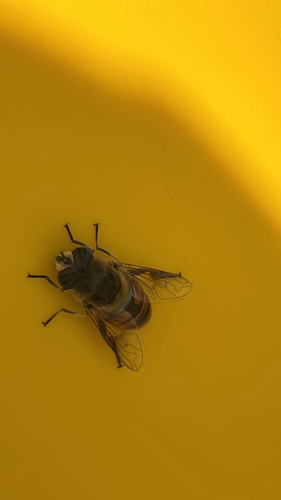 Common Drone Fly