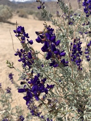 Psorothamnus arborescens minutifolius
