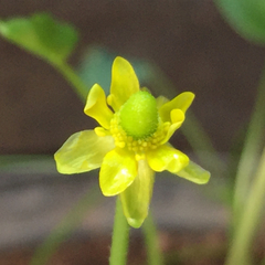 Halerpestes cymbalaria