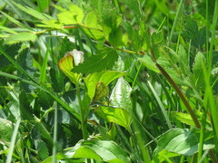 Paratalanta pandalis