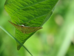 Paratalanta pandalis