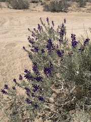 Psorothamnus arborescens minutifolius