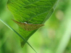 Paratalanta pandalis