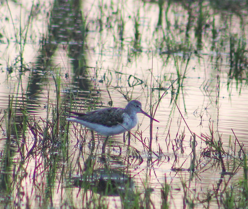 iNaturalist image