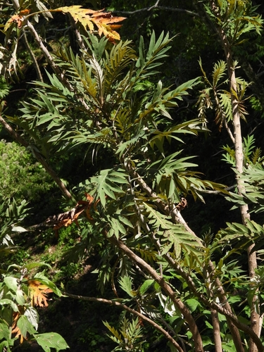Bocconia frutescens, photograph 4