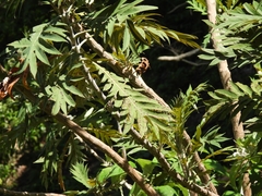 Bocconia frutescens, photograph (c) Francisco Emilio Roldán Velasco, some rights reserved (CC BY)