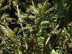 Bocconia frutescens, photograph (c) Francisco Emilio Roldán Velasco, some rights reserved (CC BY)