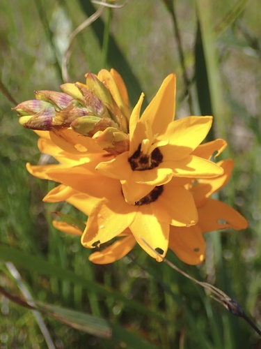 Ixia maculata, photograph 3