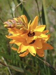 Ixia maculata, photograph (c) Cricket Raspet, some rights reserved (CC BY)