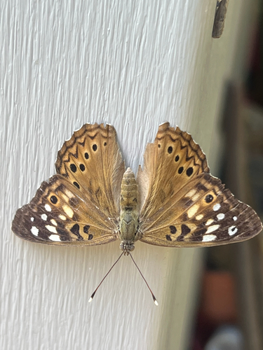 Hackberry Emperor