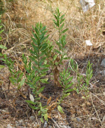 Dittrichia viscosa viscosa