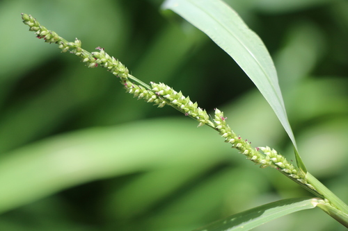 Jungle Rice