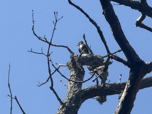 Olive-sided Flycatcher