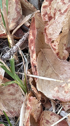 Shiny Acrobat Ant