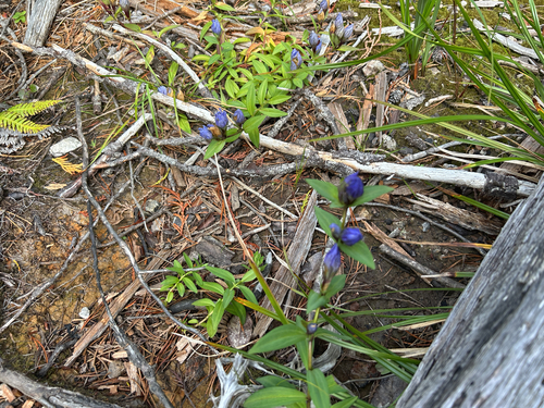Gentiana sceptrum, photograph 4