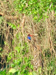 Halcyon cyanoventris