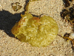 Colpomenia tuberculata