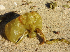 Colpomenia tuberculata