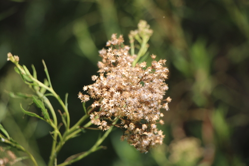 Baccharis salicina