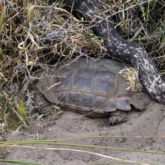 Chelonoidis chilensis