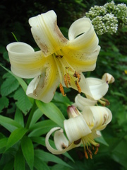Lilium kesselringianum