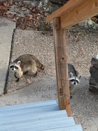 Common Raccoon