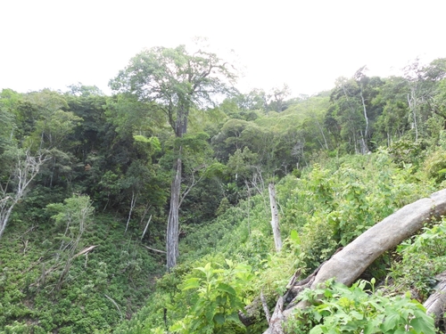 Ulmus mexicana
