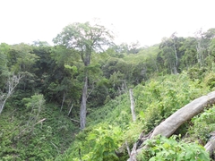 Ulmus mexicana