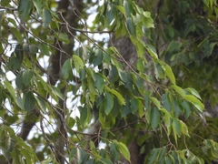 Ulmus mexicana, photograph (c) Francisco Emilio Roldán Velasco, some rights reserved (CC BY)