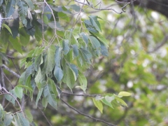 Ulmus mexicana, photograph (c) Francisco Emilio Roldán Velasco, some rights reserved (CC BY)