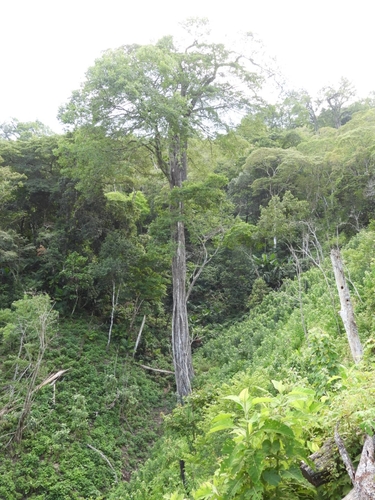 Ulmus mexicana, photograph 3